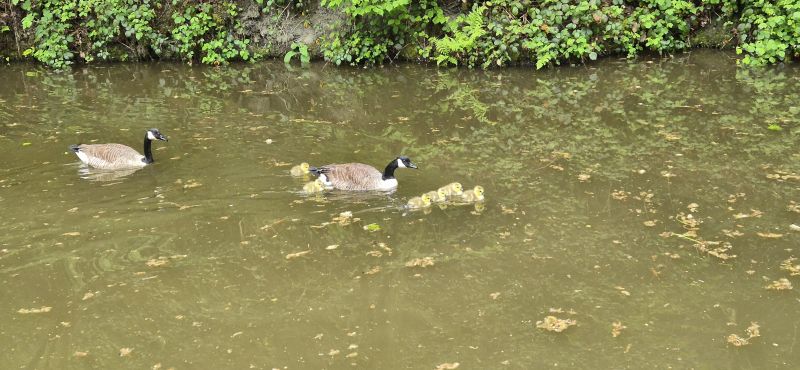 Und überall junge Gänse.